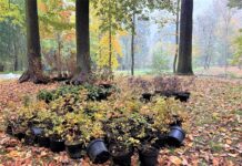 Gliwice: Ponad 300 nowych roślin – Park Szwajcaria jeszcze bardziej zielony